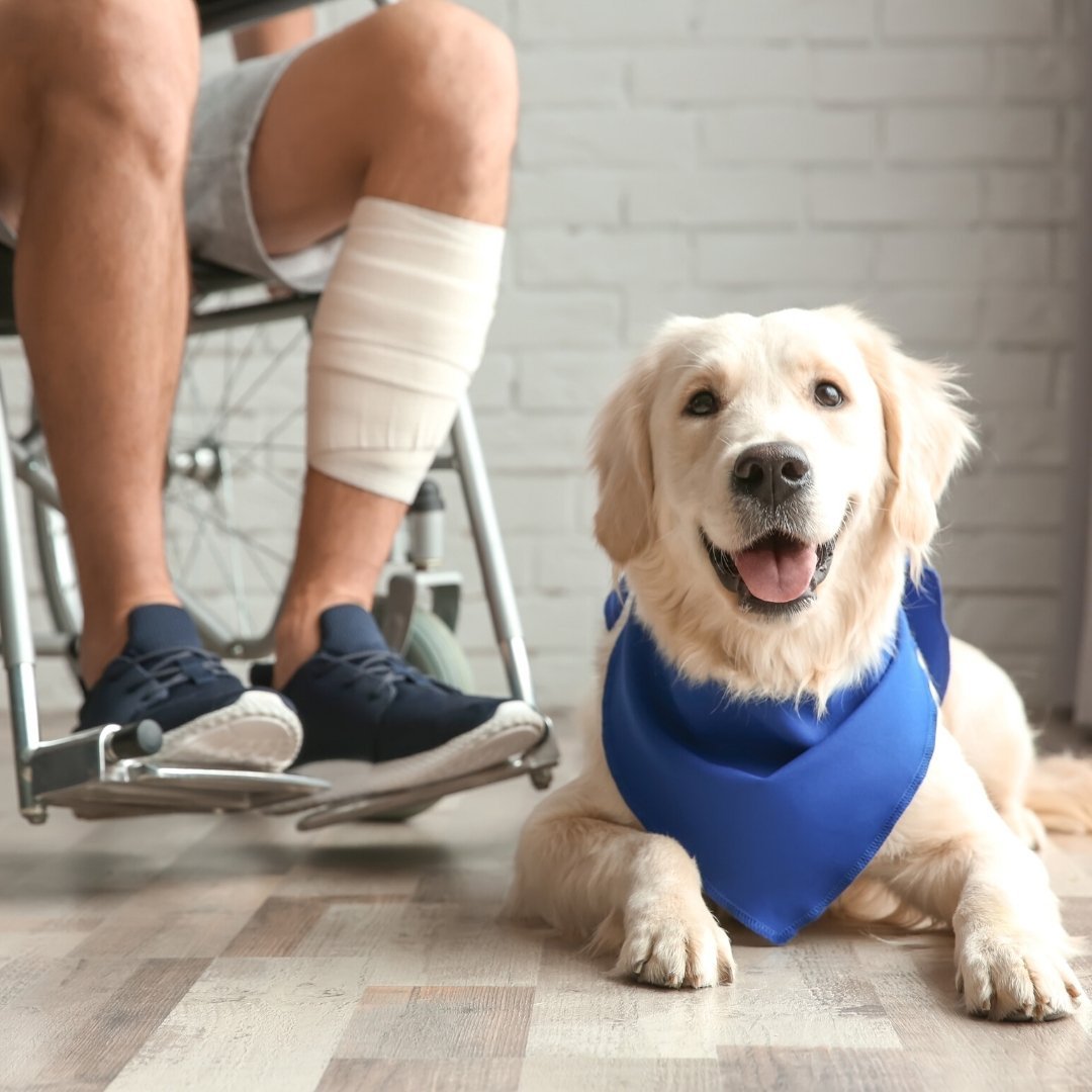 5 Benefits Of Service Dogs For Those With Chronic Illness | Care+Wear