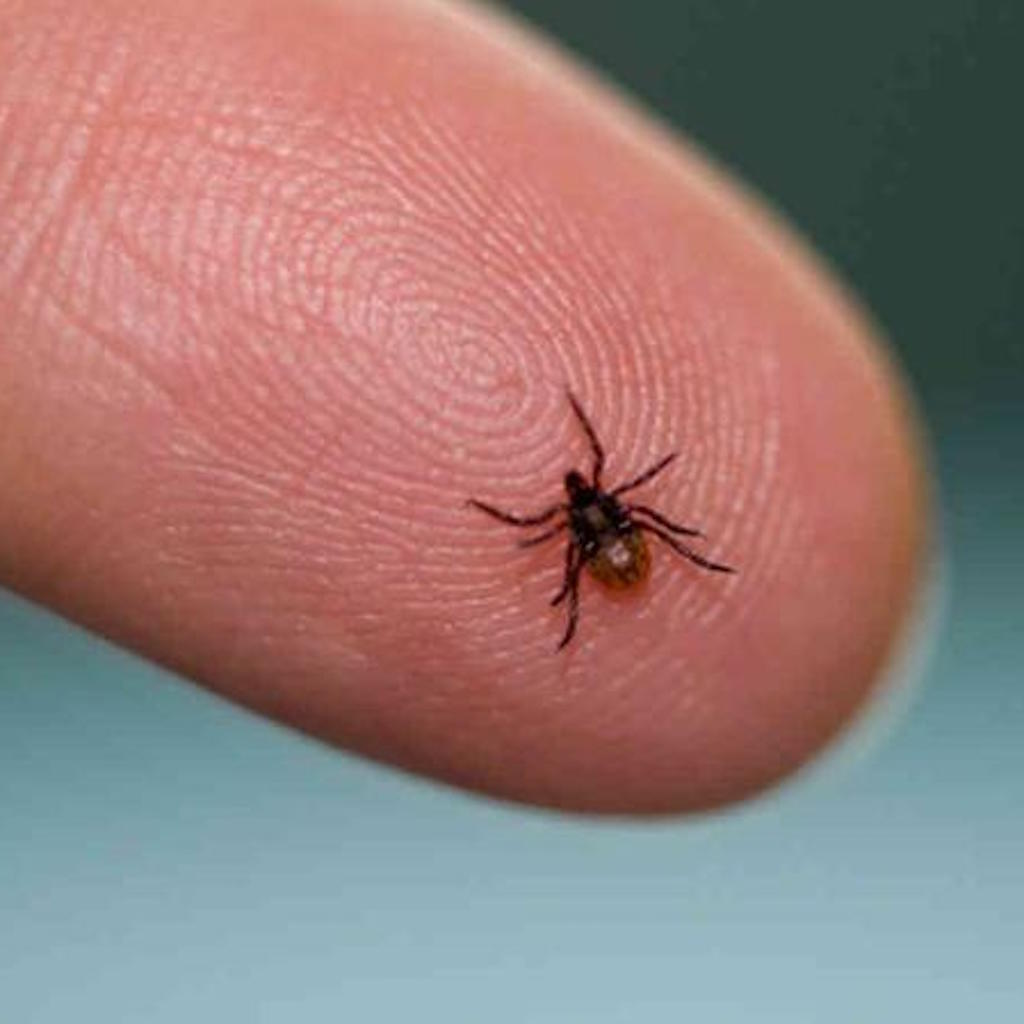 Do I Have Lyme Disease? A Checklist of Symptoms to Help You Learn More | Care+Wear